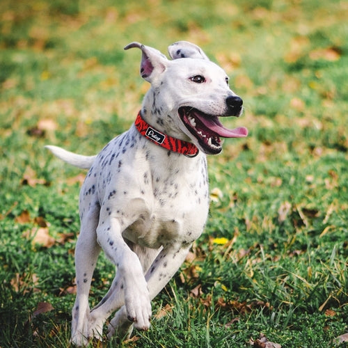 Adjustbale Nylon Dog Collar Leopard Printed Safety
