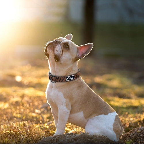 Adjustbale Nylon Dog Collar Leopard Printed Safety