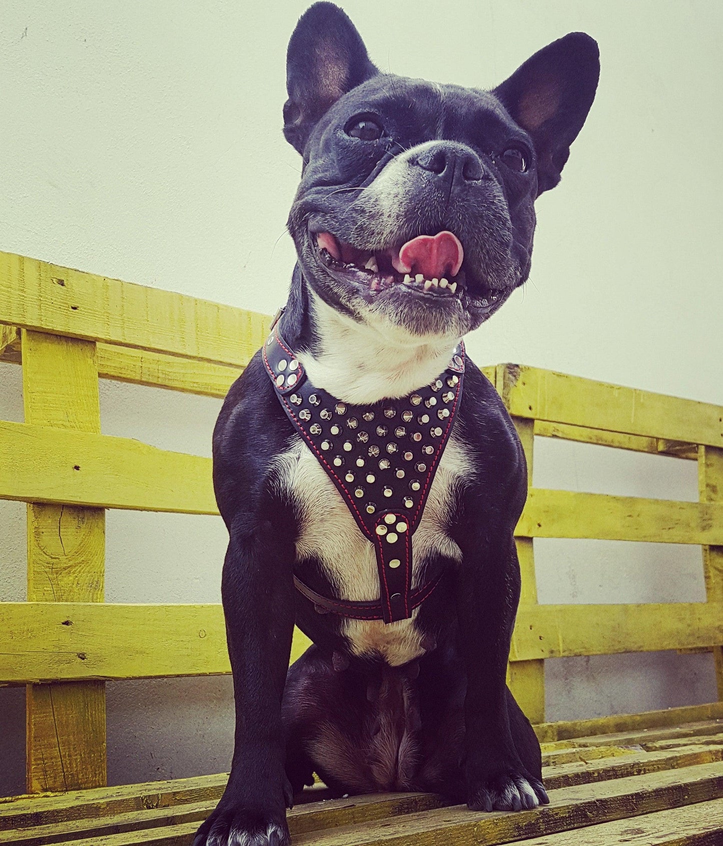 Arnés de cuero con tachuelas "Frenchie", talla pequeña a mediana