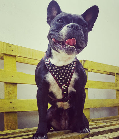Arnés de cuero con tachuelas "Frenchie", talla pequeña a mediana