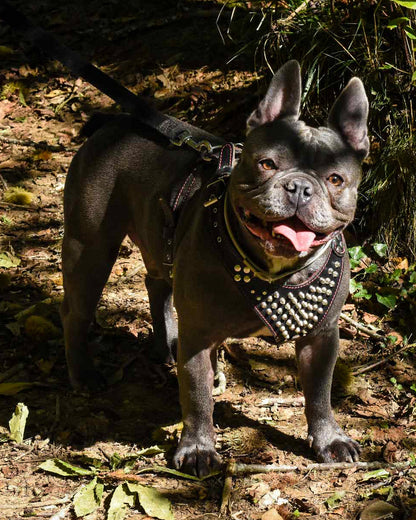 Arnés de cuero con tachuelas "Frenchie", talla pequeña a mediana